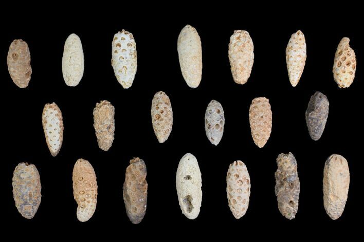 Lot: Fossil Seed Cones (Or Aggregate Fruits) - Pieces #148865